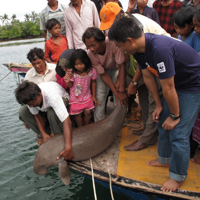 dugong robecca jumin wwf malaysia