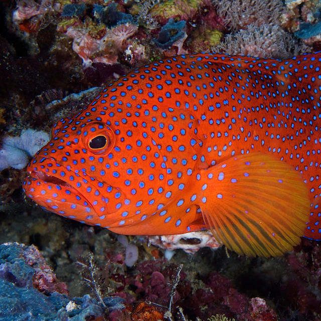 coral trout grouper eric madeja