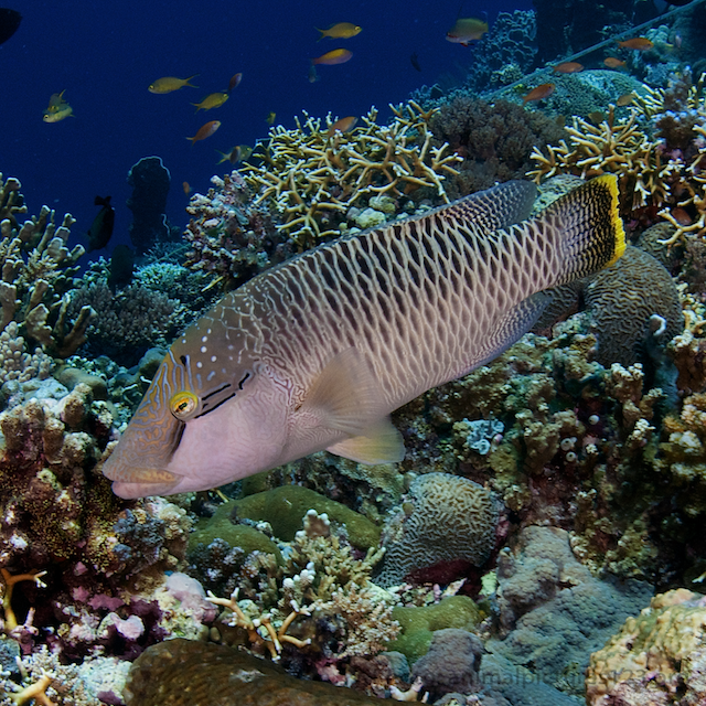 humphead wrasse eric madeja