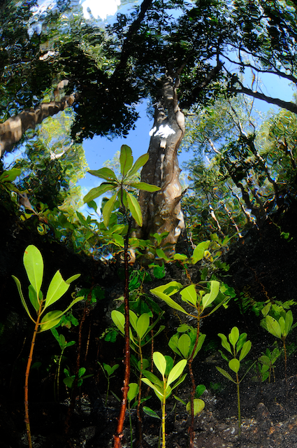 eric, madeja, coral, triangle, mangroves