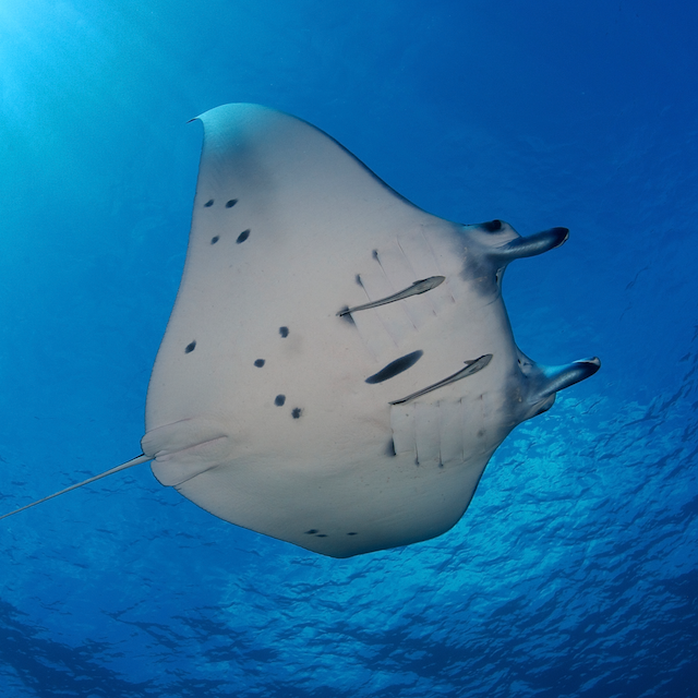 mobula ray eric madeja