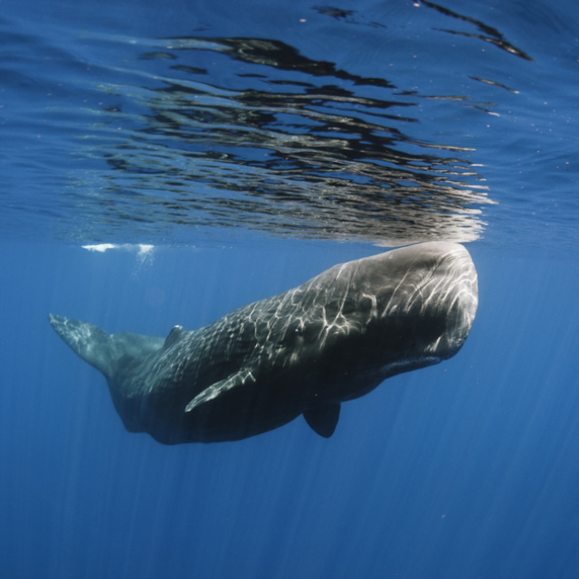 sperm whale istock