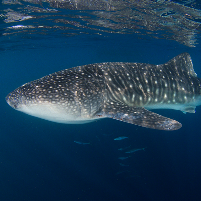 whale shark komodo eric madeja