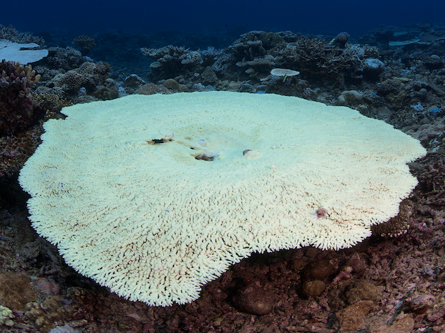coral bleaching, coral triangle, eric madeja