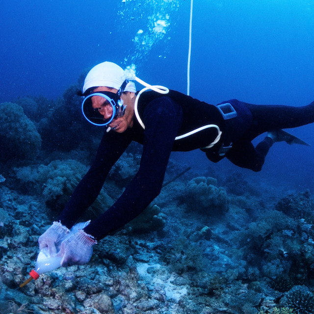 cyanide fishing destruction coral triangle