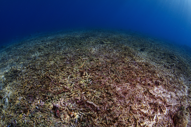 blast fishing, fishbombing, coral reef, eric madeja