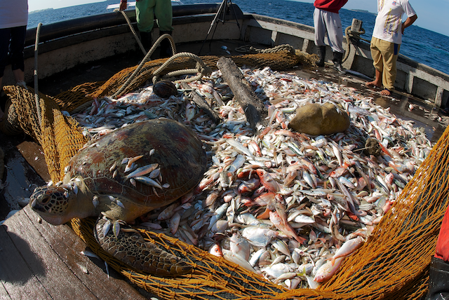 fishing, trawling, bycatch, turtle, eric madeja