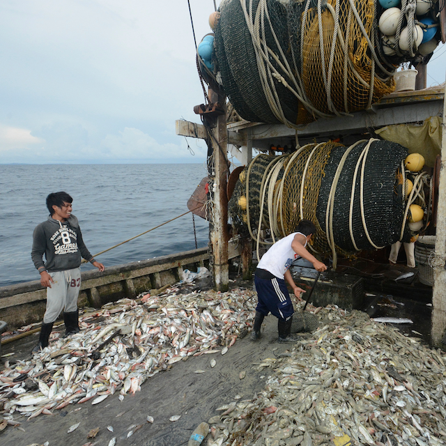 overfishing bottom trawlers eric madeja coral triangle