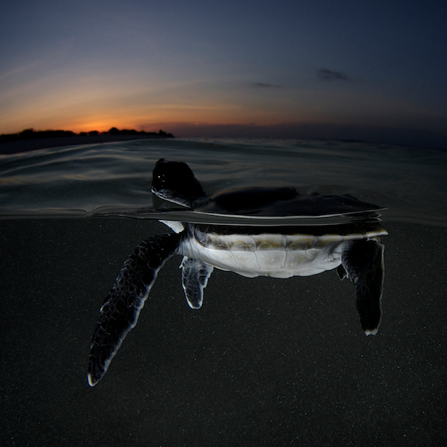 wildlife trade endangered species coral triangle