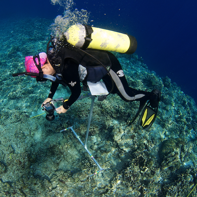 cyanide fishing destruction coral triangle