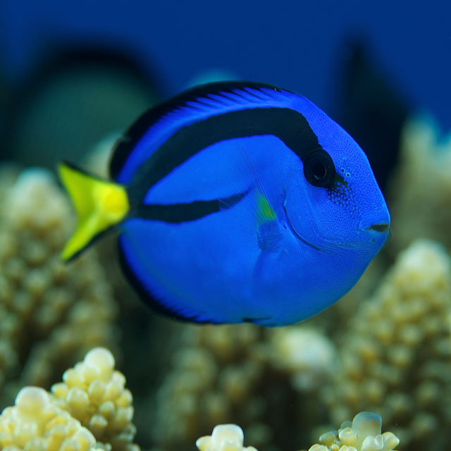 aquarium fish trade coral triangle eric madeja