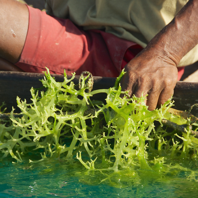 seaweed farming coral triangle eric madeja