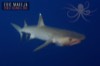 sharks, rays, mantas, mobulas, shark finning, jaws, teeth, fins