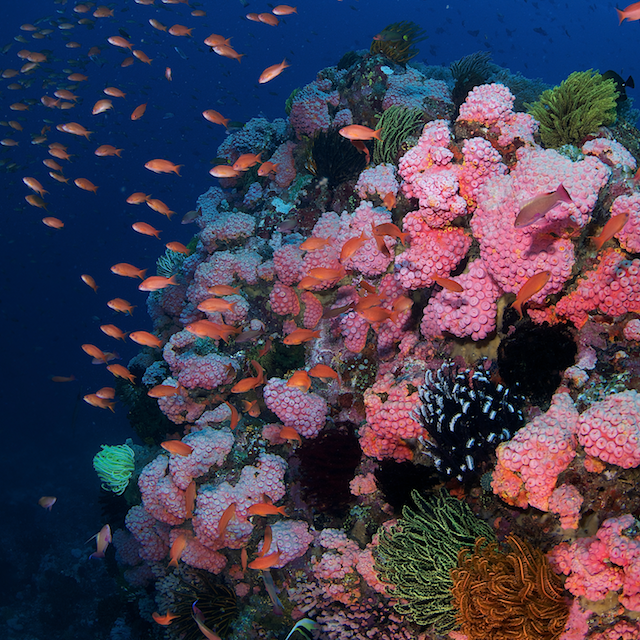 anilao colorful reefs eric madeja coral triangle eric madeja