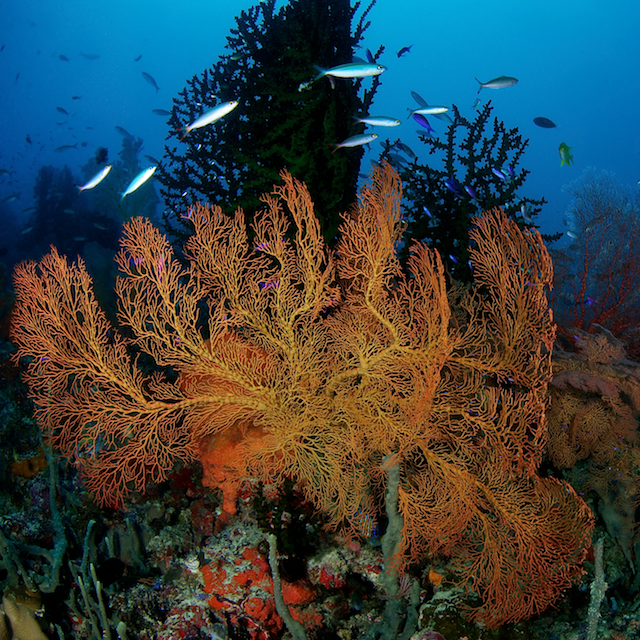 marovo lagoon solomon coral triangle eric madeja