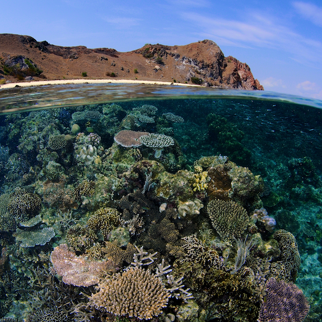 komodo eric madeja coral triangle eric madeja