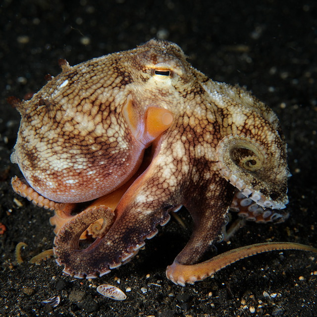 lembeh straits indonesia octopus eric madeja coral triangle eric madeja