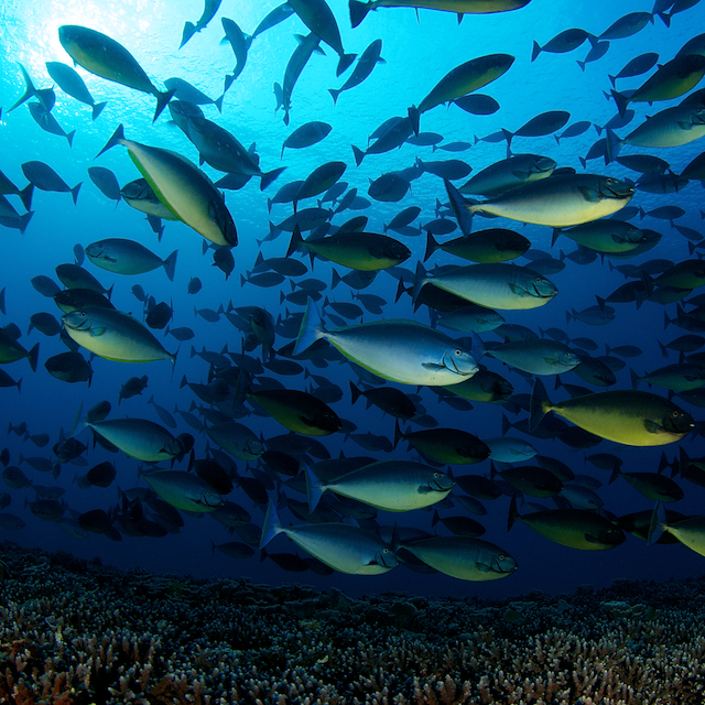 timor leste national park nino konis santana eric madeja coral triangle eric madeja