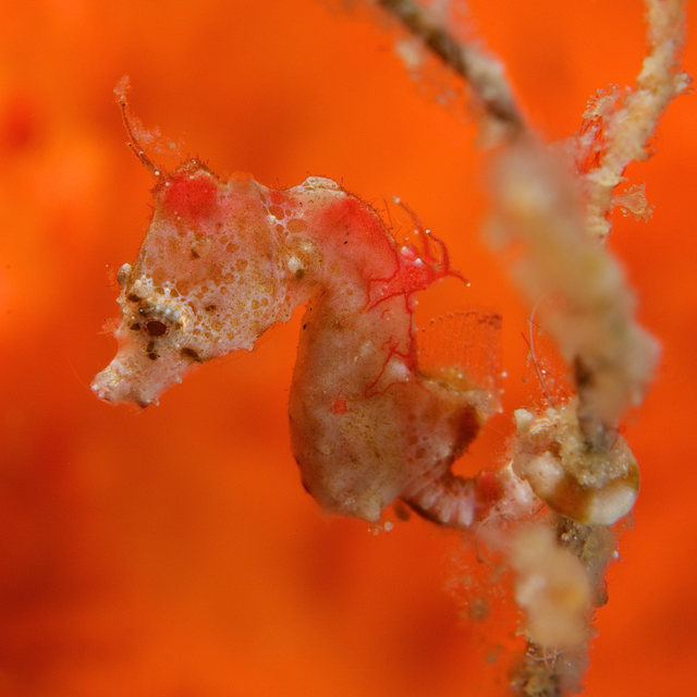 raja ampat pygmy seahorese eric madeja coral triangle eric madeja