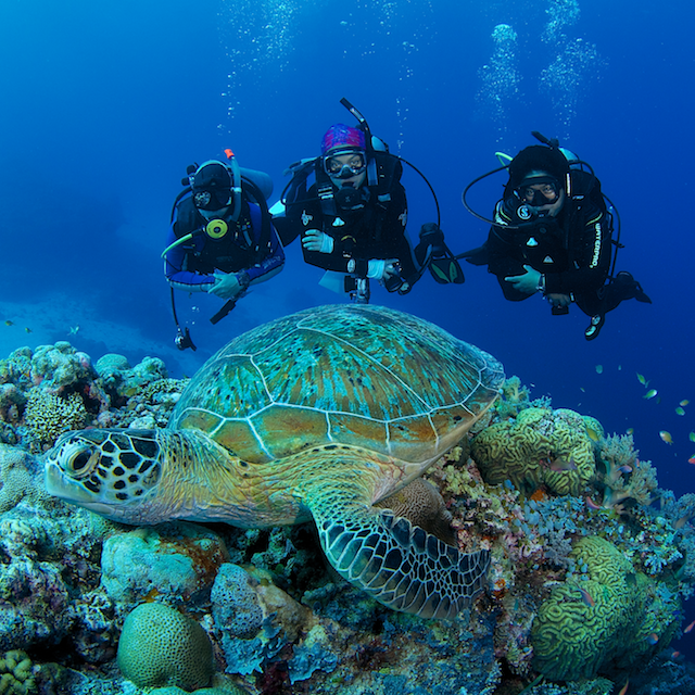 tubbataha turtles eric madeja coral triangle eric madeja