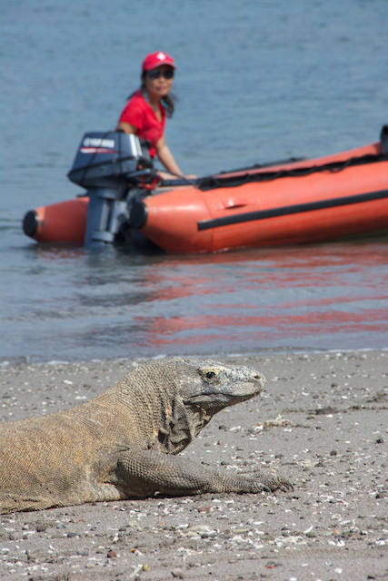 wildlife, komodo, eric madeja